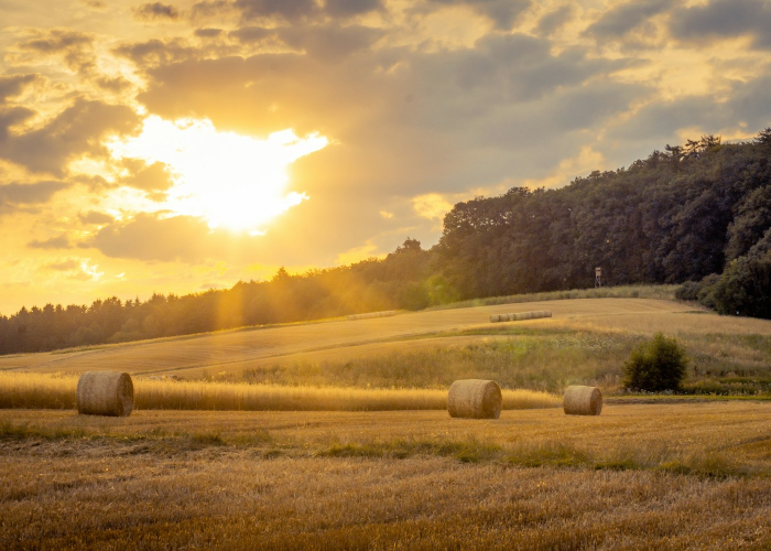 紧急调整规则!中国黄金发布公告 紧急调整规则!中国黄金发布公告