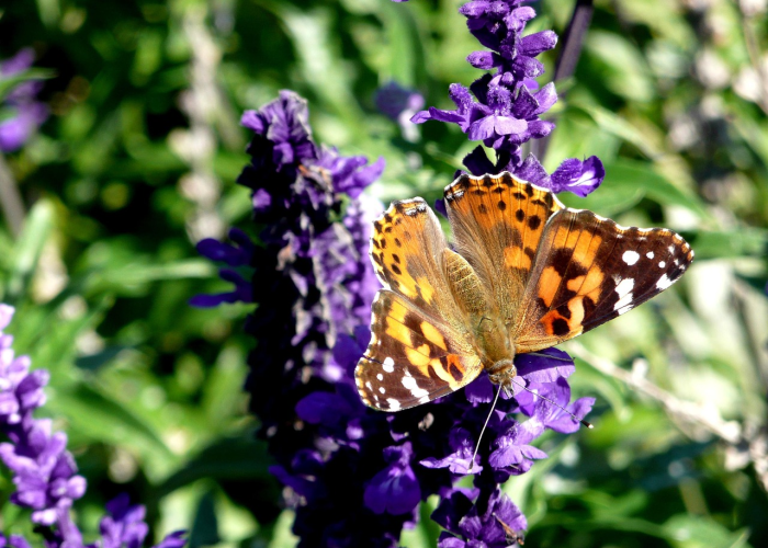 呼和浩特疫情源头呼和浩特市疫情源头