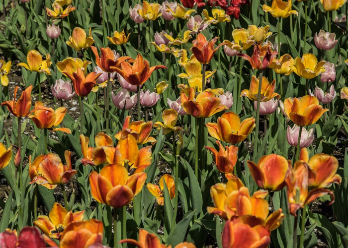 唐山疫情最新消息今天,唐山疫情最新数据消息 唐山疫情最新消息今天,唐山疫情最新数据消息