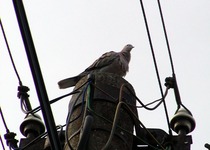 ▪️ 朝鲜多人出现疑似流感症状：朝鲜现存确诊