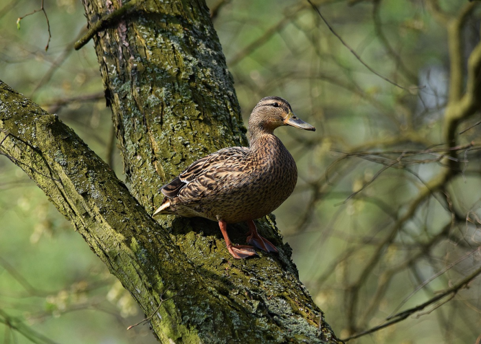 31省份新增本土确诊21例在内蒙古·新增本土病例9例,均在内蒙古