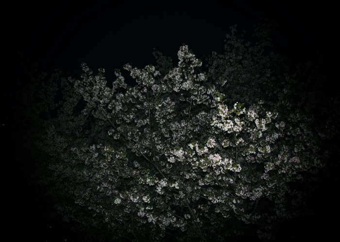 青岛新增9例核酸检测阳性病例(青岛累计报告251例阳性)