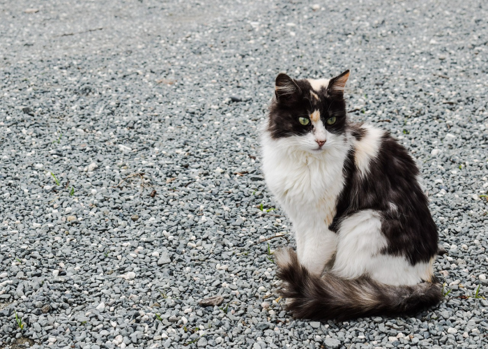 今日西安疫情公布(今日西安疫情)