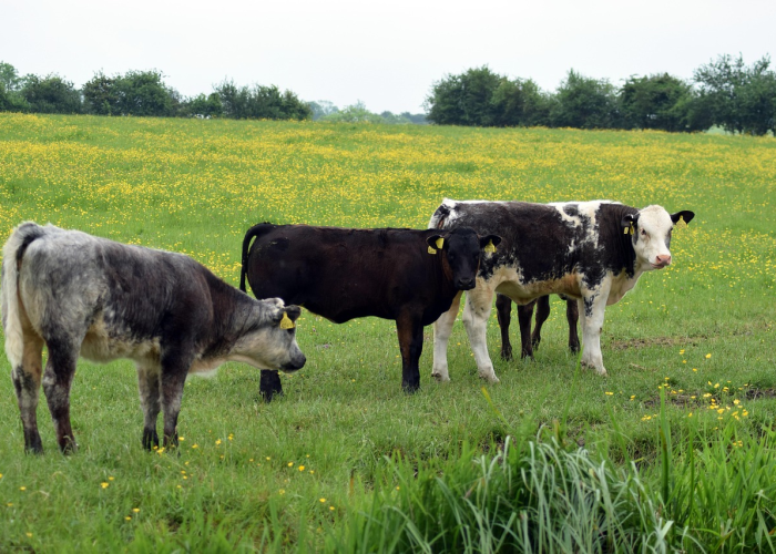 受国际因素拖累 国内商品期货市场普跌