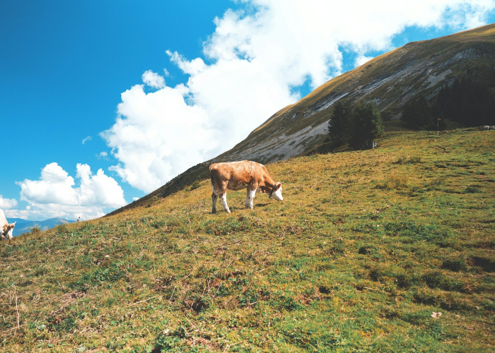🔥 重庆疫情最新消息今天,重庆疫情最新消息今天又封了