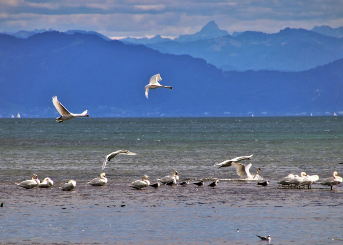 沈阳猴痘沈阳猴子是谁 🌊