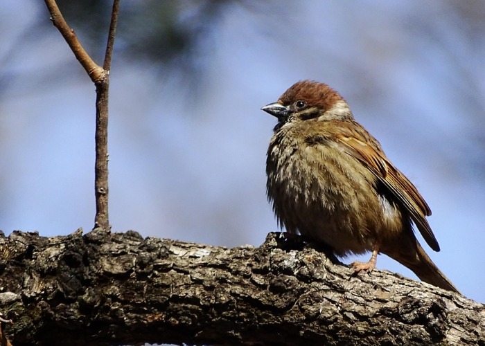 南京四地上调为中风险地区南京四地上调为中风险地区了吗