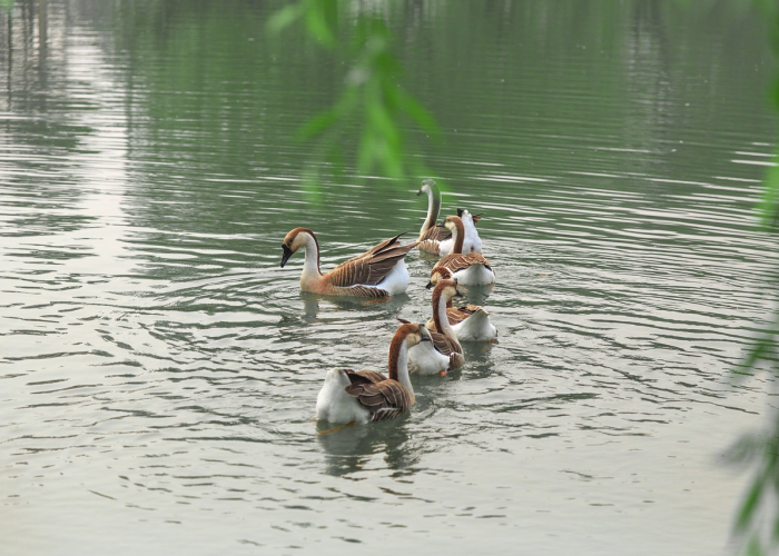 天津一家五口确诊天津5人感染 天津一家五口确诊天津5人感染