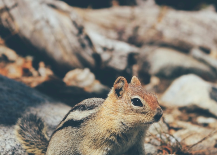 🌈 长春肺炎病例,长春病情肺炎