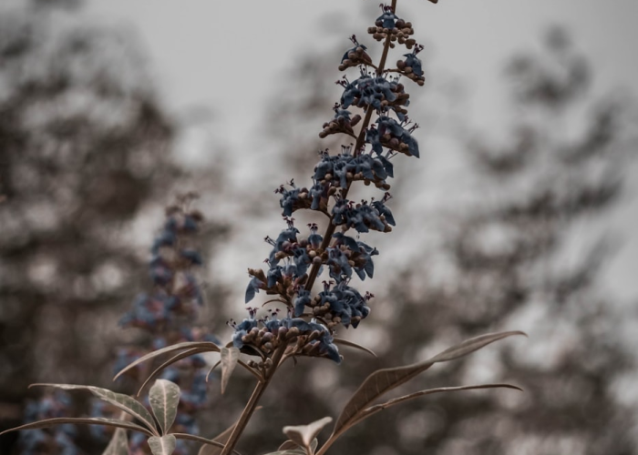 天津疫情今天最新消息：天津疫情最新消息今天分布图
