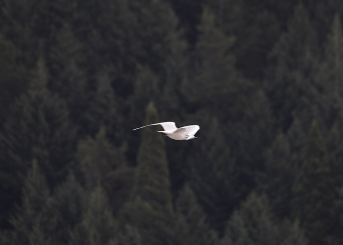 关于黄金岛作弊器的信息